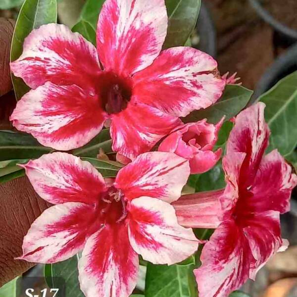Adenium PHG-181