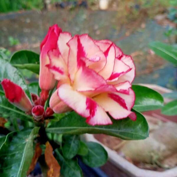 Adenium PHG-182