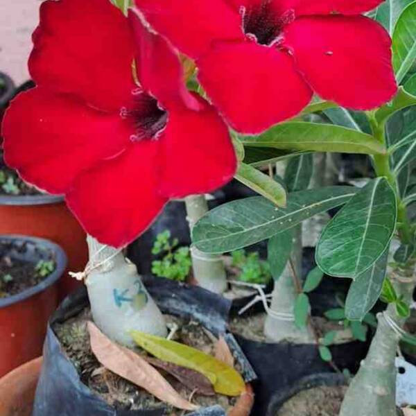 Adenium PHG-183