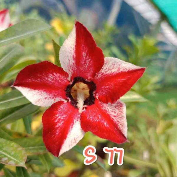 Adenium PHG-184