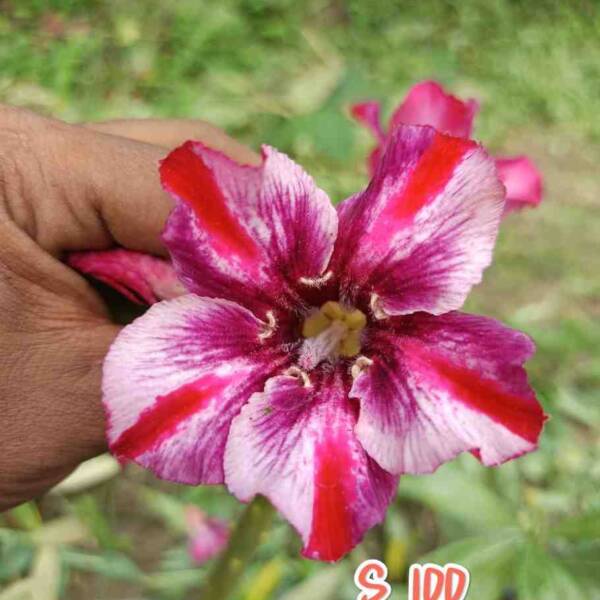 Adenium PHG-188