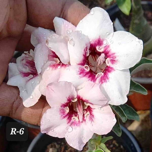 Adenium PHG-189