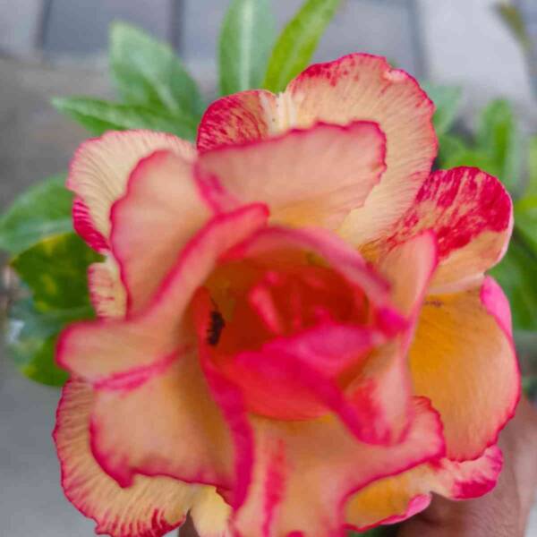 Adenium PHG-190