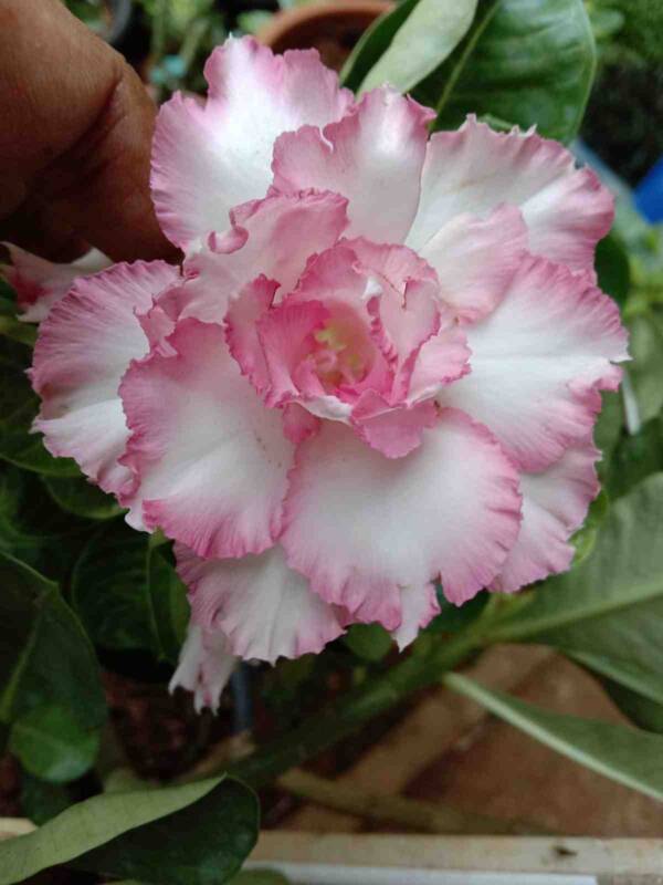 Adenium PHG-214